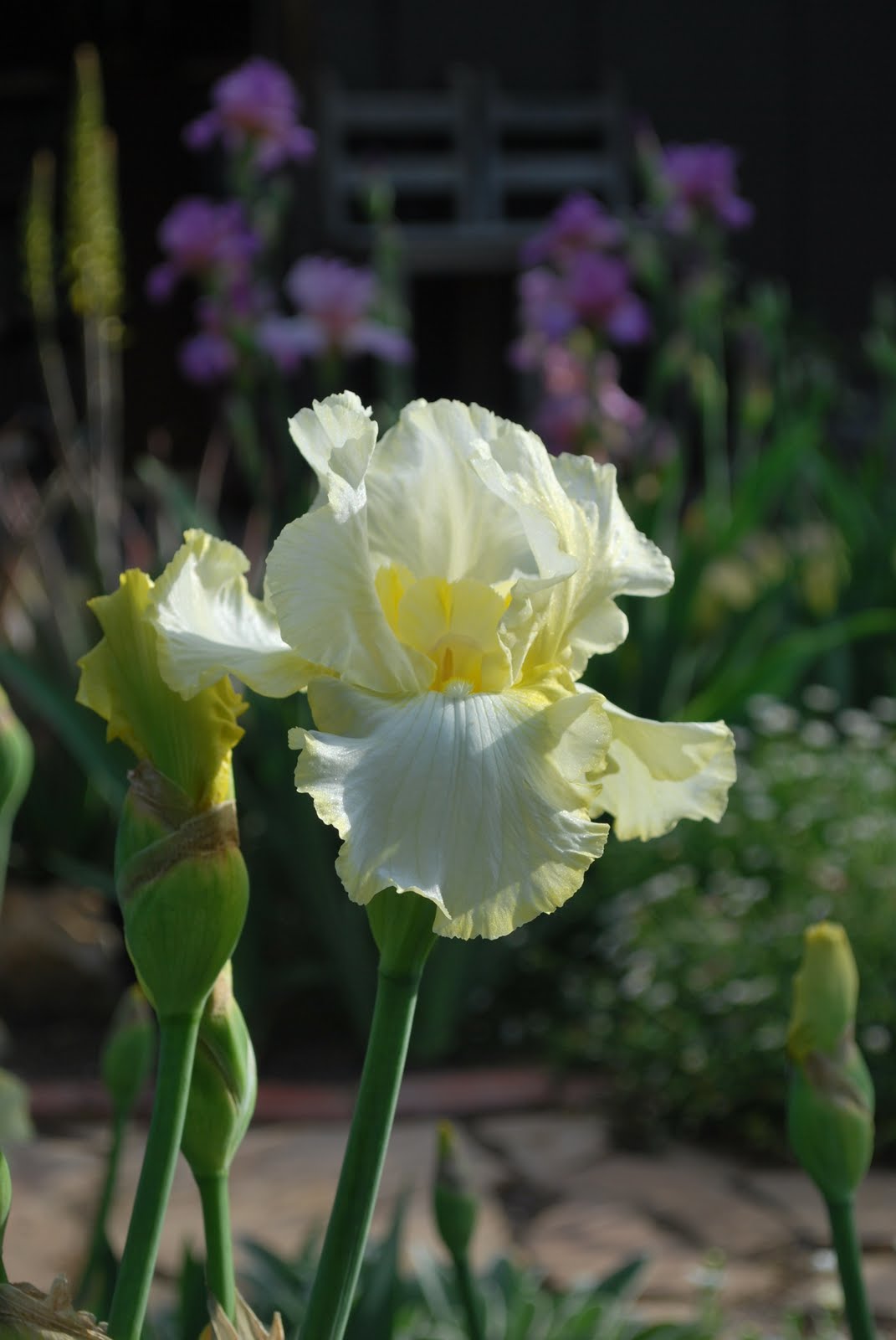 World of Irises Bloomin' Fools