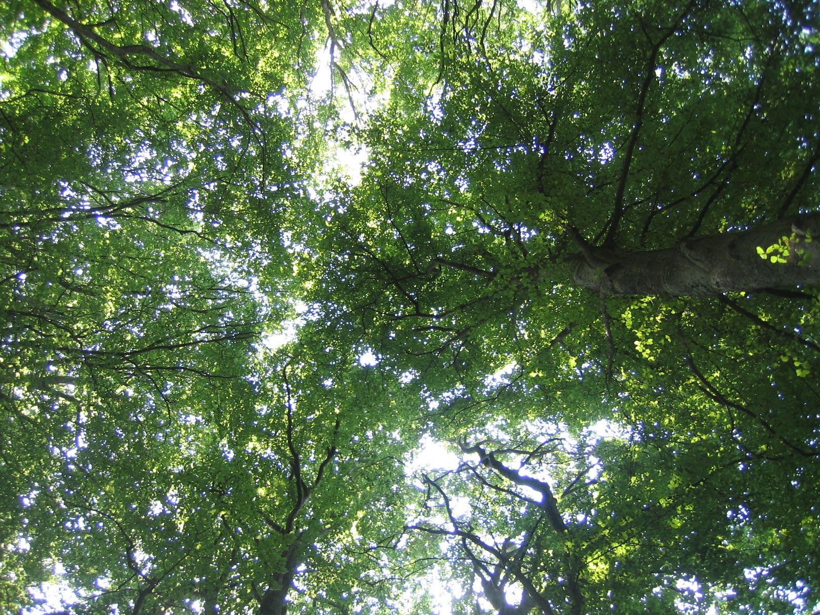 come capire se un uomo cancro è innamorato
