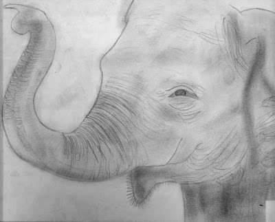 Peabody Art: 8th - Endangered Animals Drawings