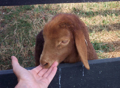 chordata,mammalia,artiodac,bovidae,caprine,ovis,sheep,cattle, chordata,mammalia,artiodac,bovidae,caprine,ovis,sheep,cattle,