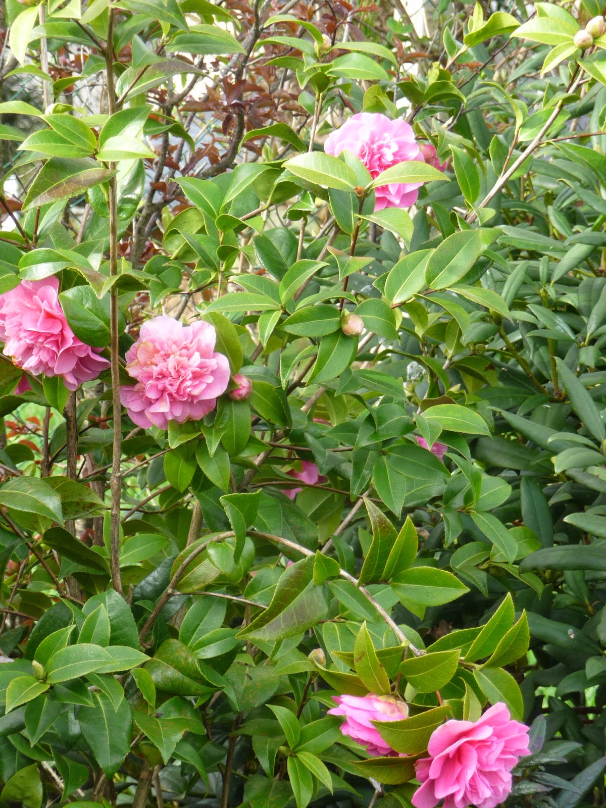 Ma Planete Jardin Feuillages Exotiques