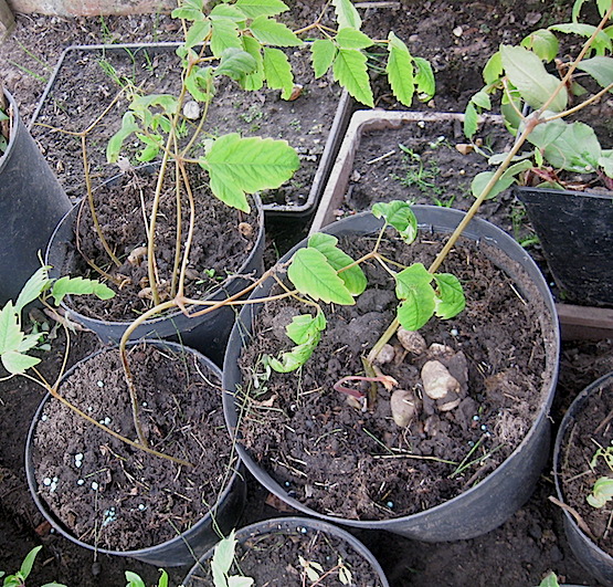 Roger Brook the no dig gardener Ichtyoselmis macrantha but it once