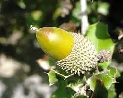 BELLOTA  (Fagaceae Quercus)