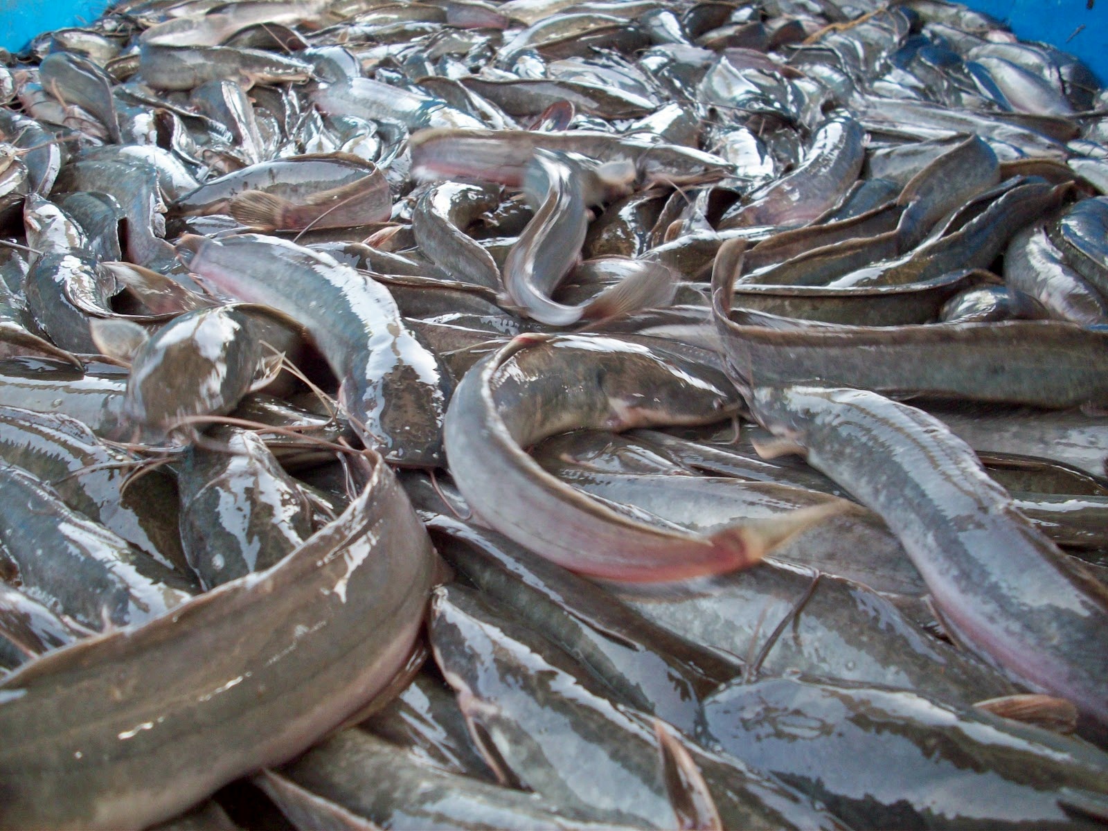 Lele Sangkuriang di Kolam Terpal BUDIDAYAKU