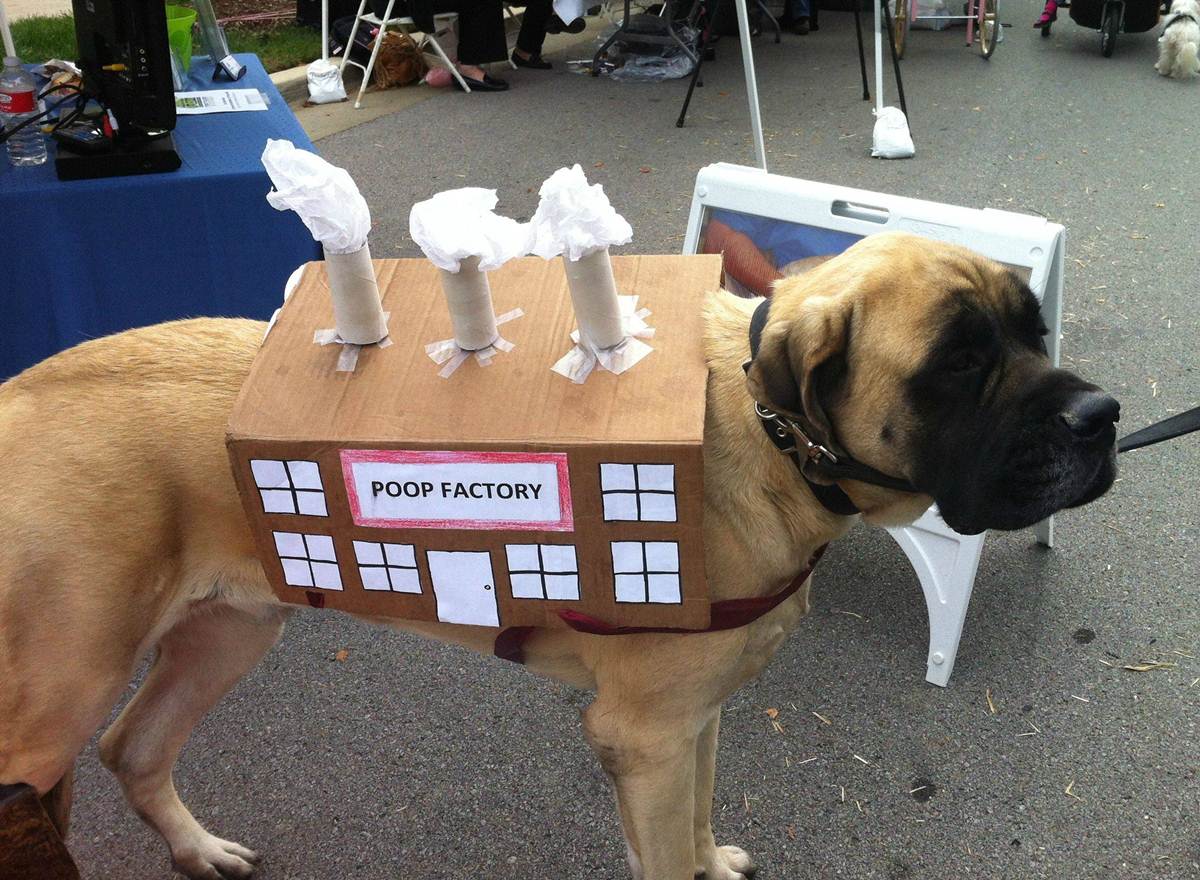 50 Funny pet costumes (50 pics) Amazing Creatures - Super Funny Halloween Costumes 50 Funny pet costumes (50 pics) Amazing Creatures - Super Funny Halloween Costumes