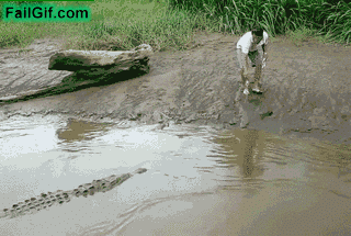 1feedingcroc.gif