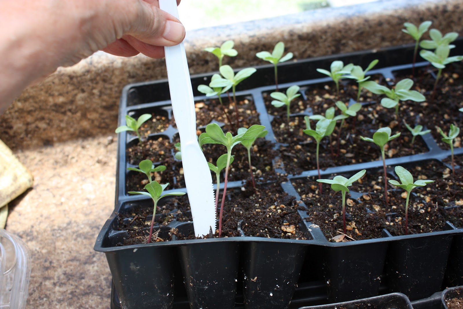 42 zinnia plants for under 2.00 potting up seedlings