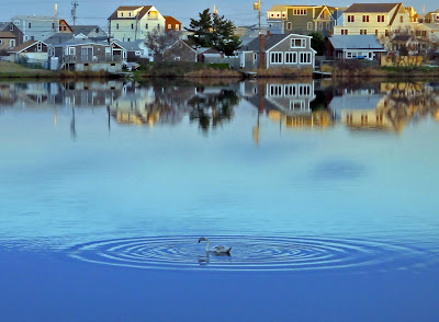 pond bartlett retirement ripples reflections joe daylight ripple resident fades cygnet universe makes own center his her