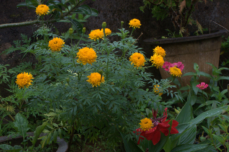 Images of Sri Lanka on Flower gardening, Avissawella, Sri