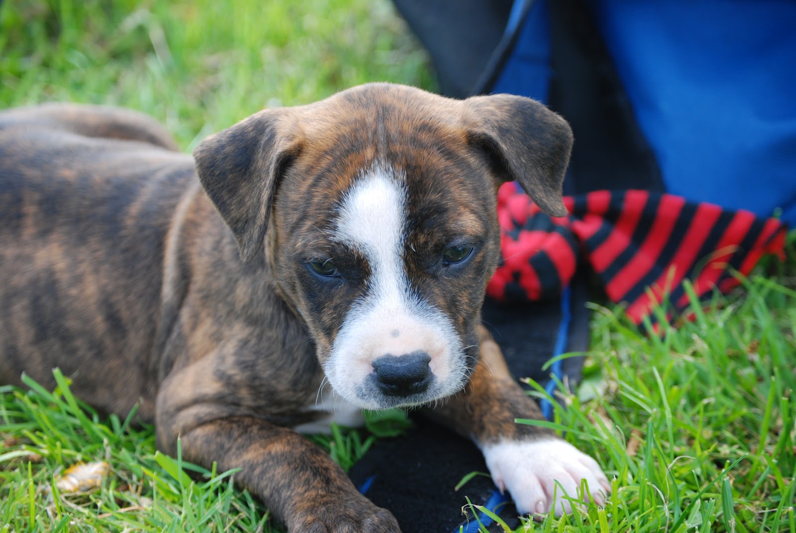 Local Dog Park Fun & Recreation for your Dog The Loyal Working