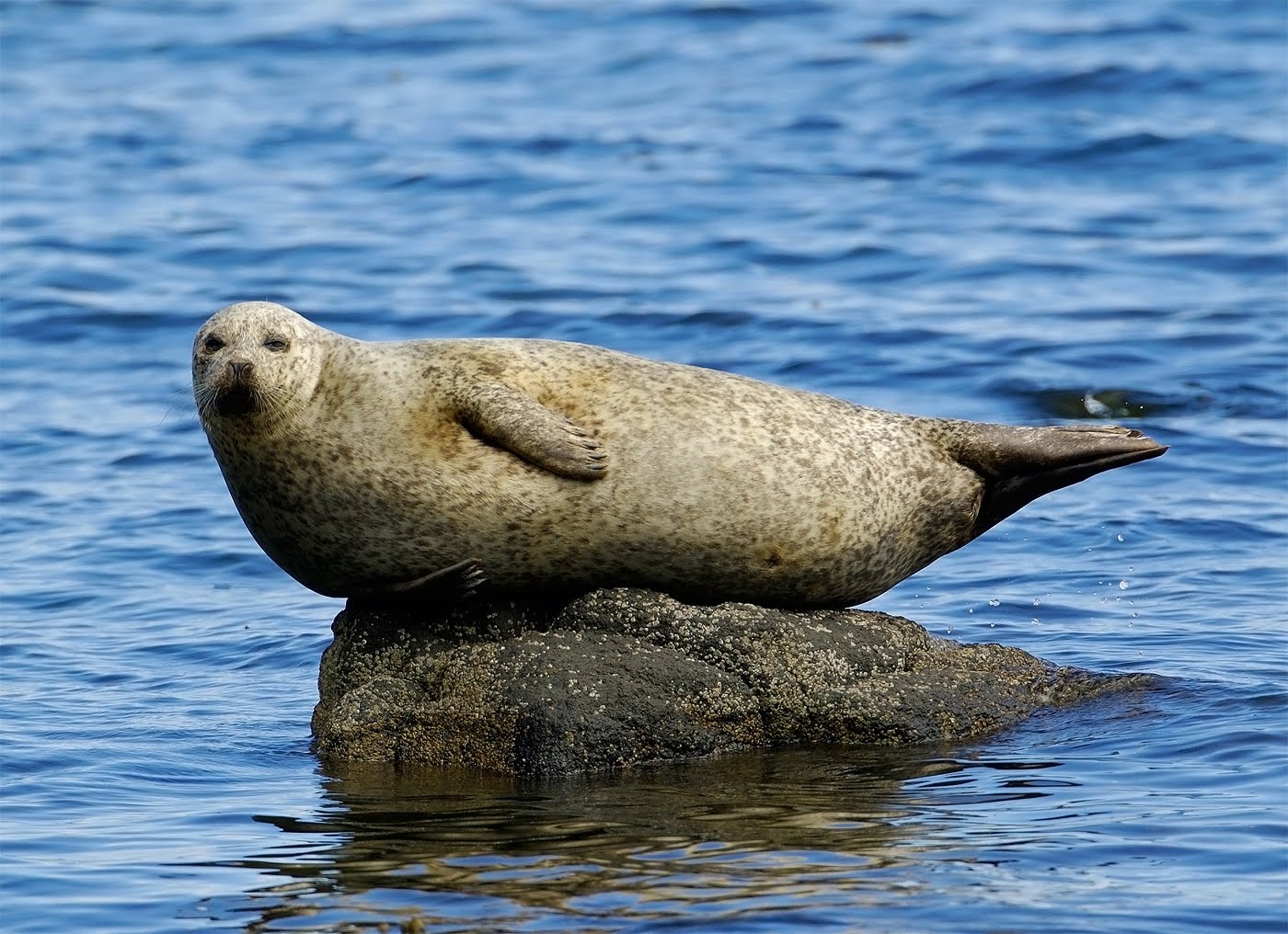 Scottish Wildlife Blog Kildonan, Isle of Arran