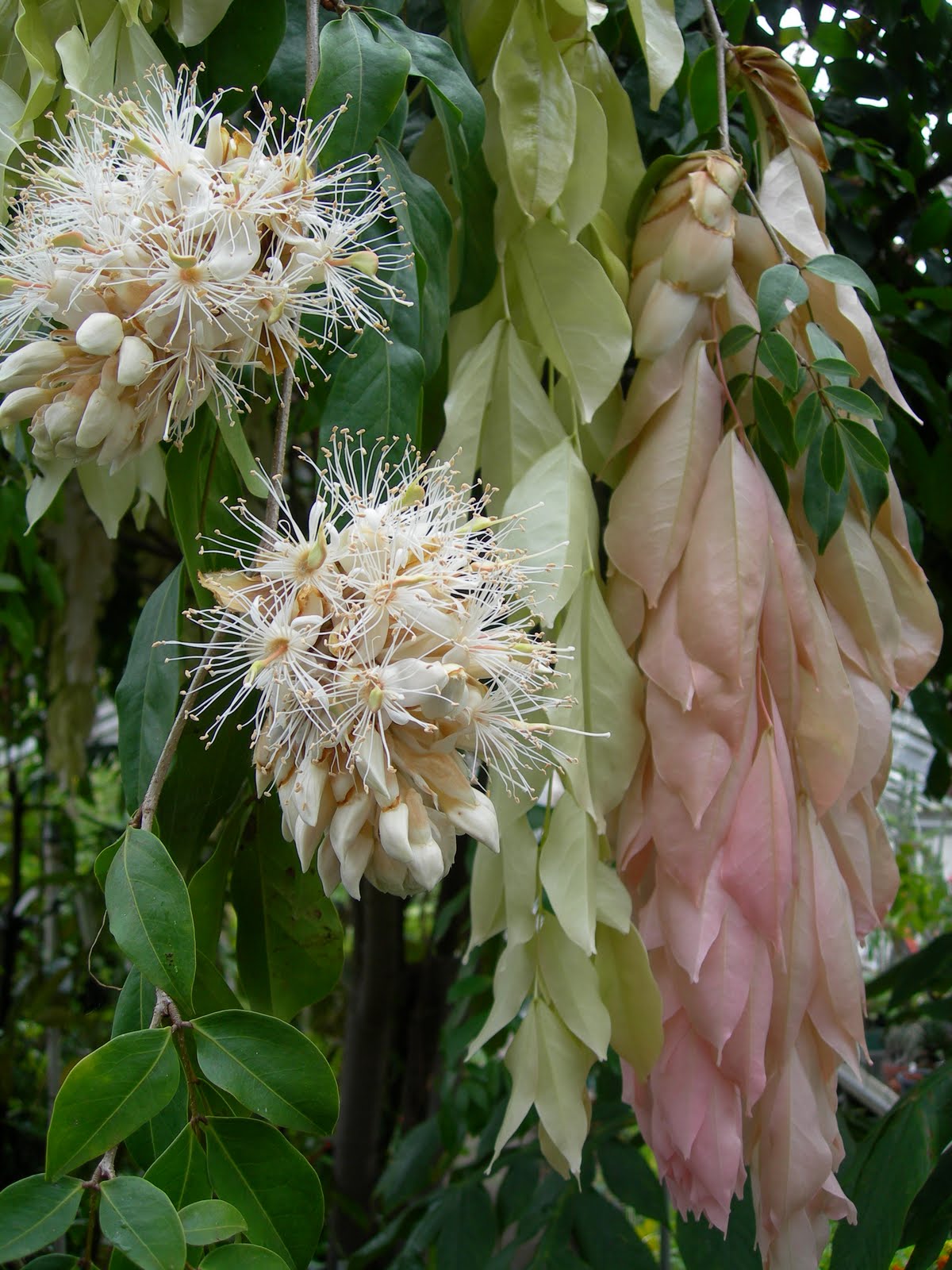 Native Plant Of The Moment Spicebush Calycanthus Occidentalis