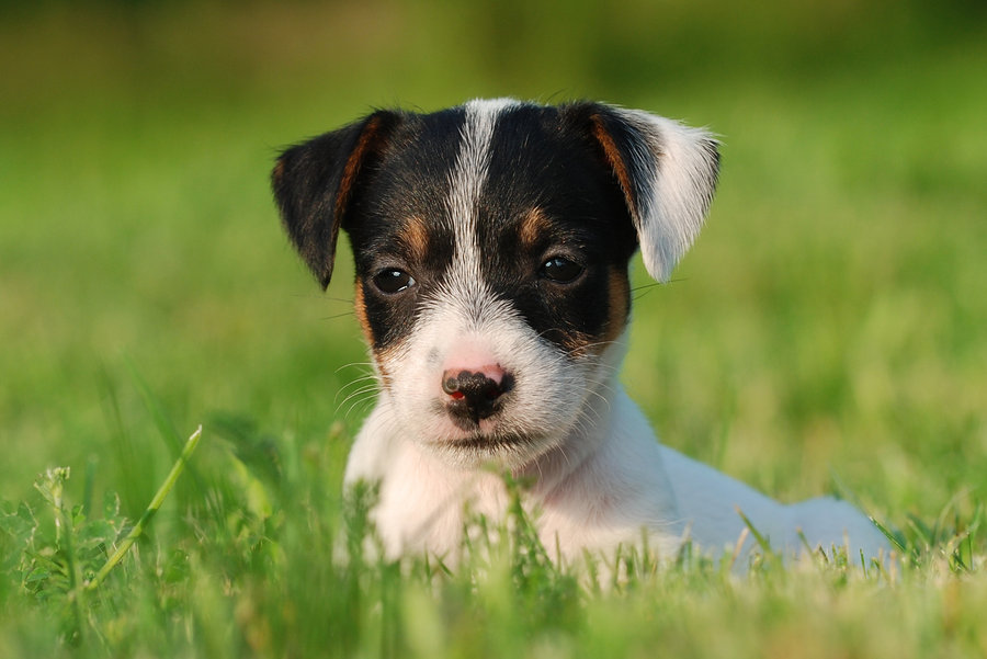 Jack Russell Terrier The Life of Animals