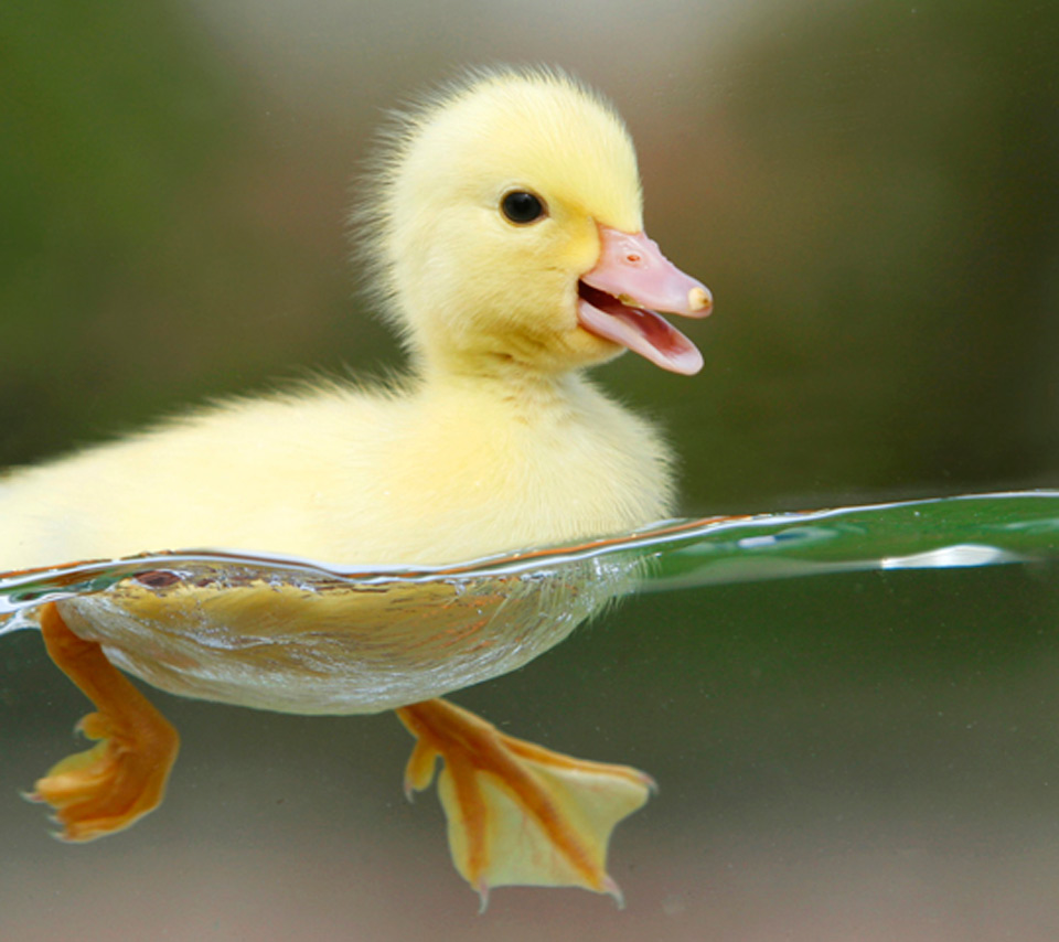 Yellow Duck Wild Life Animal