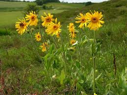 Árnica (Arnica montana L.):