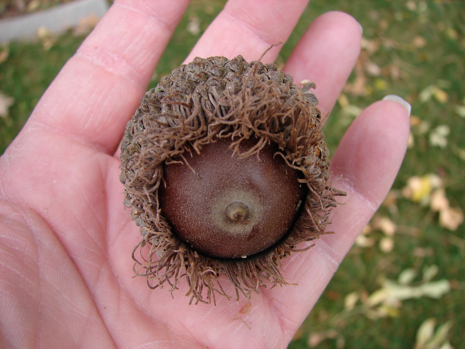New Utah Gardener Burr Oak Large Waterwise Tree For Utah