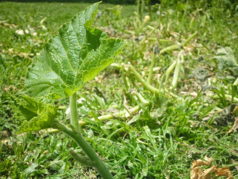 Nature Is Our Teacher 10 Nature Is Our Teacher