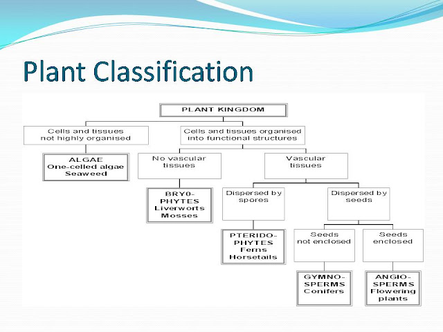 a description of angiosperms flowering plants as the biggest group in the plant kingdom Angiosperms are the largest group of plants on earth, accounting for approximately 80% of all known living plants angiosperms come in a great variety of forms, ranging from plants that are only a. a description of angiosperms flowering plants as the biggest group in the plant kingdom Angiosperms are the largest group of plants on earth, accounting for approximately 80% of all known living plants angiosperms come in a great variety of forms, ranging from plants that are only a.