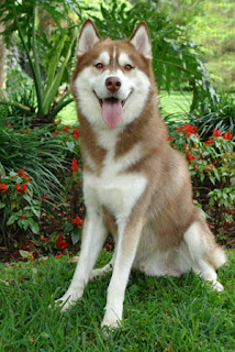 Siberian Husky Pictures 2