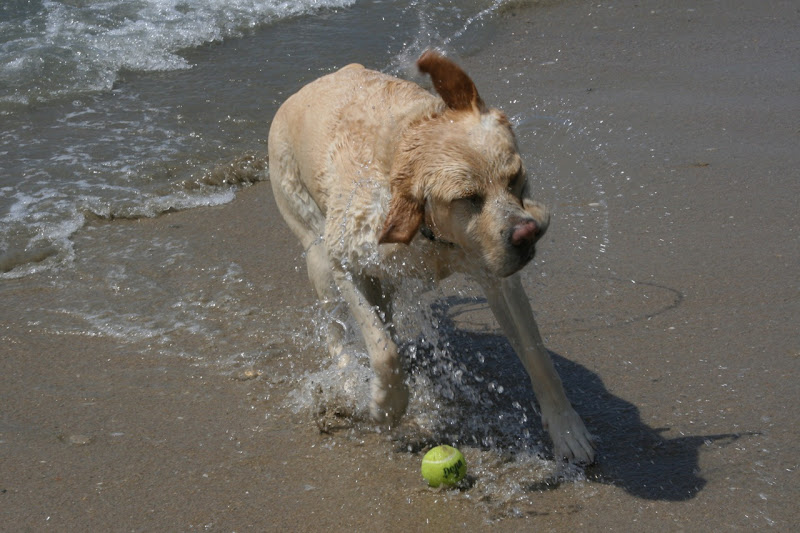 Labrador shaking Huntington Beach