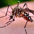 Mosquito da Dangue transmite nova doença, muito importante, veja