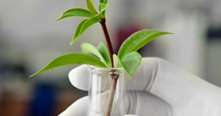 Biotecnología Verde: BIOTECNOLOGÍA VERDE