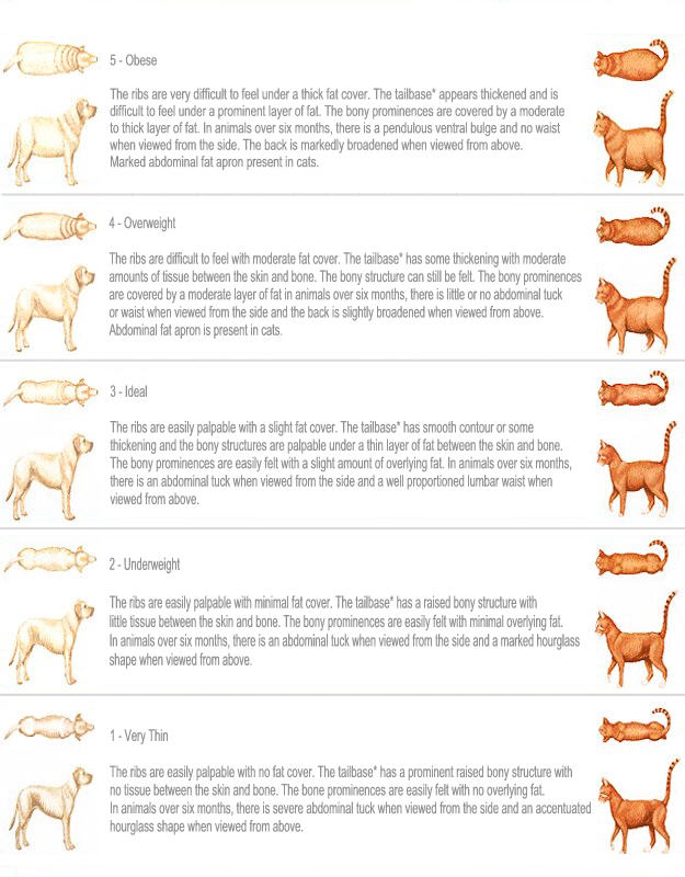 Body Condition Score For PetsHow Do You Know if Your Pet Is