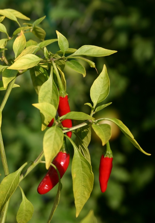 How to grow peppers from seed