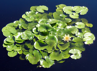Water lilies at the Olbrich Botanical Gardens in Madison, Wisconsin Water lilies at the Olbrich Botanical Gardens in Madison, Wisconsin