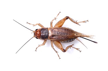 Crickets The Crickets Crickets The Crickets