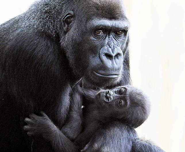 Resultado de imagen de El equipo sensorial de estos antepasados nuestros debÃ­a de ser como el de todos los primates.