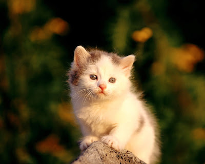 cutest kitten in the world