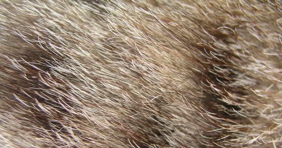 Cat Fur Like Feathers Cat Fur Like Feathers
