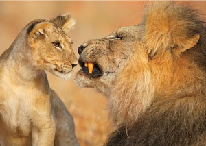 wallpaper zh: Animal nature Wallpapers