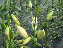 Lilium Blanco