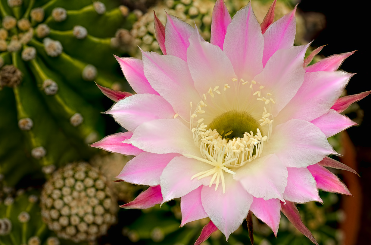 Linda Cochran's Garden Echinopsis