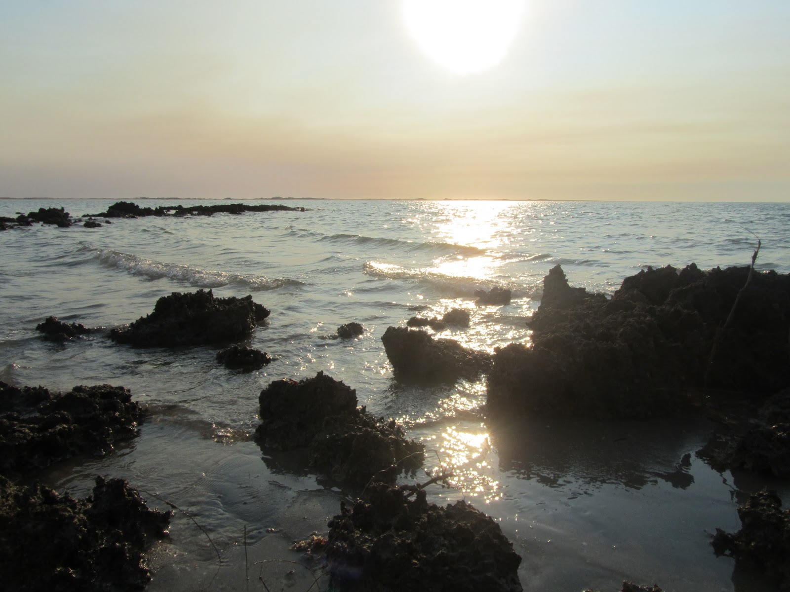 Ivy Climbing... Beagle Bay