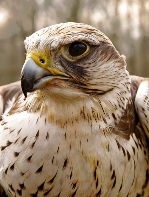 Saker falcon Birds of India Bird World