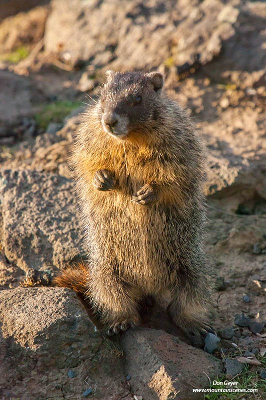 image of yellow-bellied marmot A yellow-bellied marmot stands alert in the early morning light at Palouse Falls State Park, Washington.