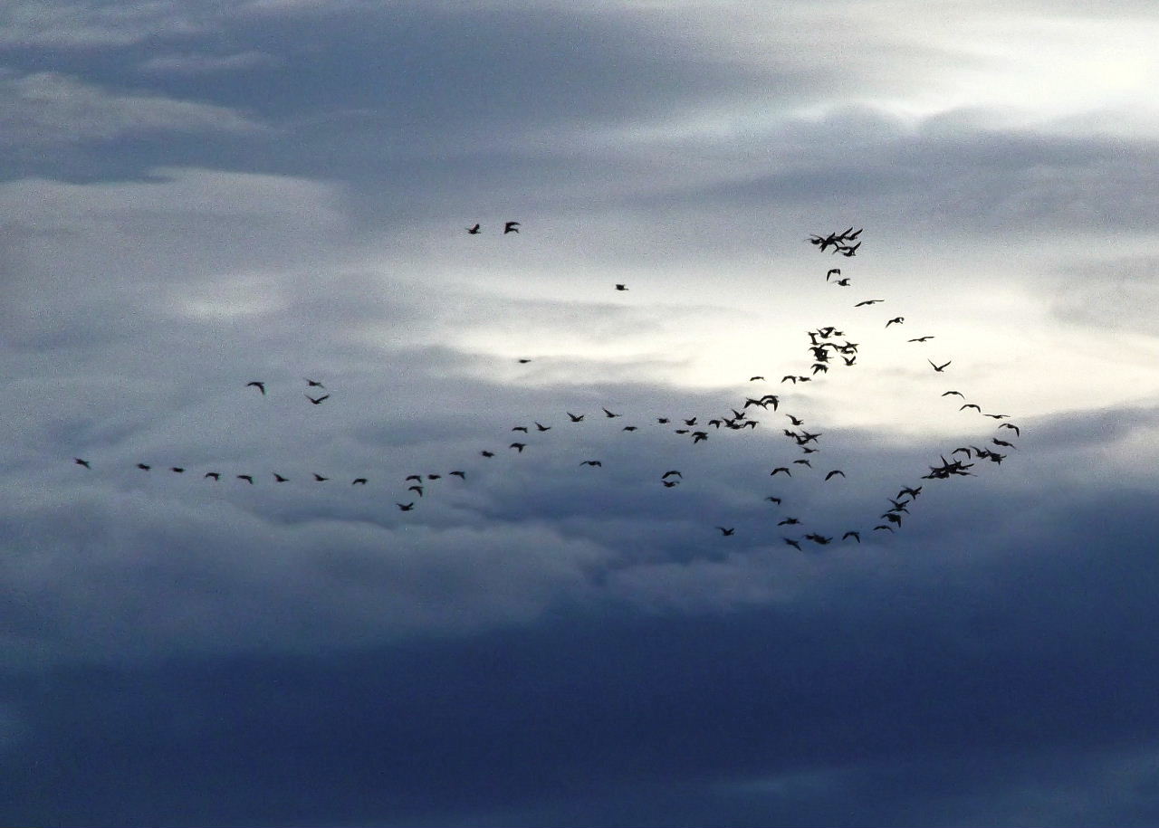 Largo Baywatch Geese Flying Over Largo Bay