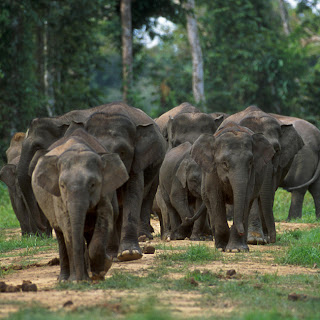 Gambar Gajah Pygmy Kalimantan