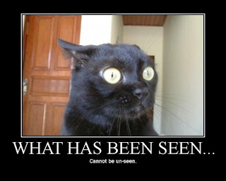 what has been seen cannot be unseen funny surprised cat