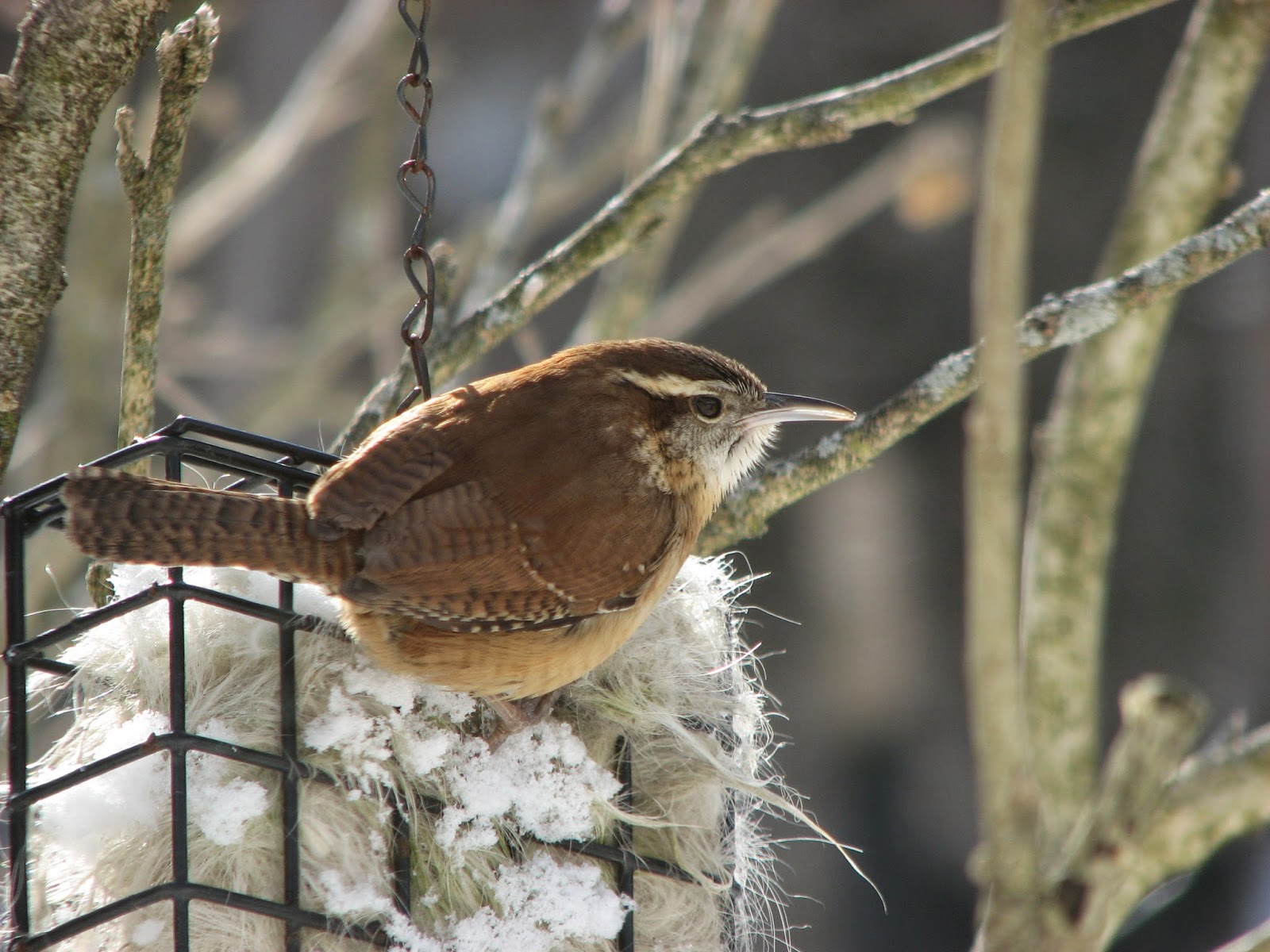 South Burlington birds: Carolina Wren photos | South Burlington