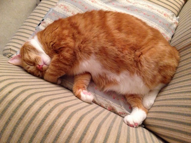 Ripple sleeping pose #2 Ripple sleeping pose #2