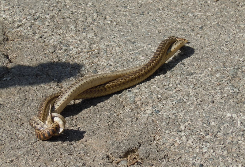 Gopher snakes entwined