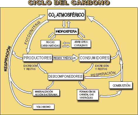 ciclo del nitrogeno