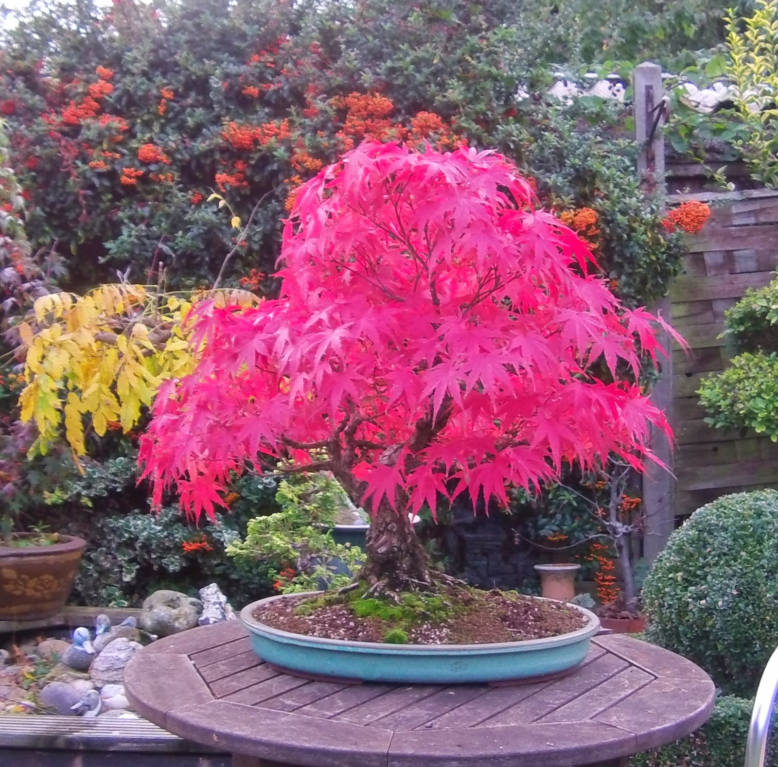 MiKo Bonsai Cork Bark Maple Progression