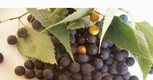 Menengiçin faydaları ve zararları nelerdir Menengiçin faydaları ve zararları nelerdir