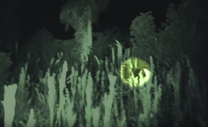 Florida Group Captures Skunk Apes On Video Again!