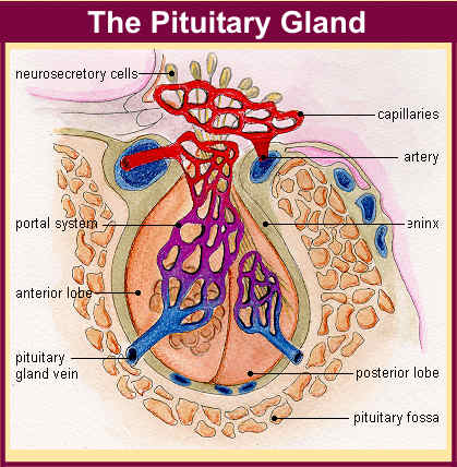 What Secretes Releasing Hormones That Activate The Anterior Pituitary Gland